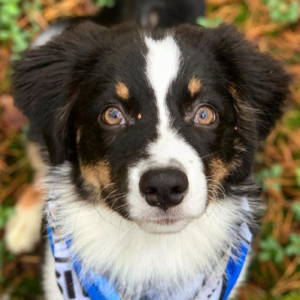 Lary – kennel graduate