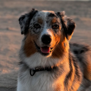 Leila – kennel graduate