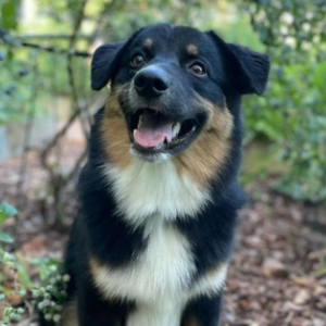 Loki – kennel graduate