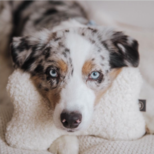 Lyra – kennel graduate