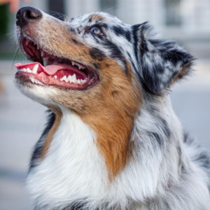 Mango – kennel graduate