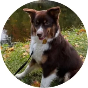 Mela – kennel graduate