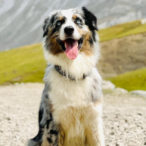 Paiko – kennel graduate