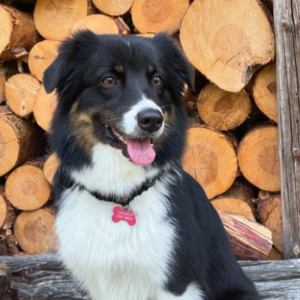 Piper – kennel graduate