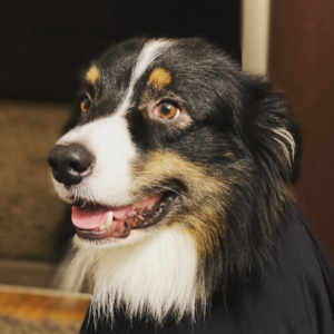 Rejus – kennel graduate