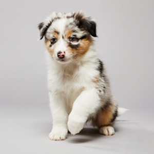 Rio – kennel graduate