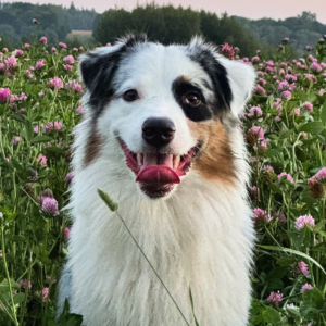 Teo – kennel graduate