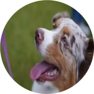 Tufi – kennel graduate