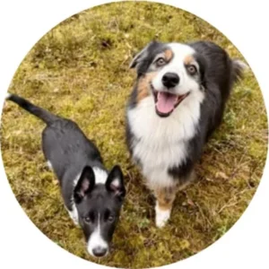 Venla – kennel graduate