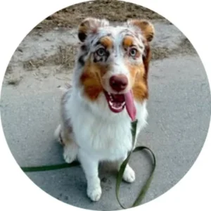 Yvi – kennel graduate